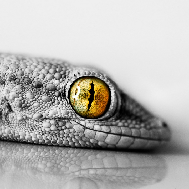 Gecko Auge